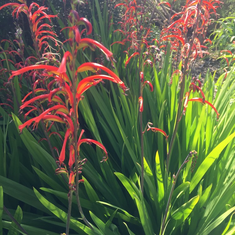 Plant image Chasmanthe Floribunda