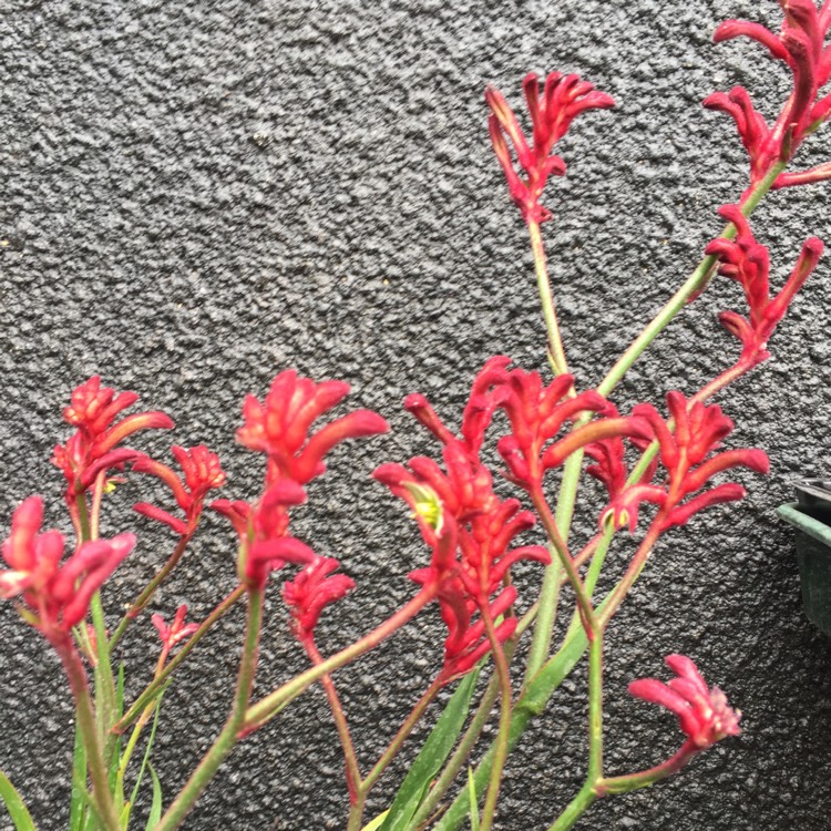 Plant image Anigozanthos 'Bush Inferno'