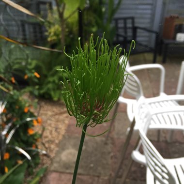 Allium vineale 'Hair'