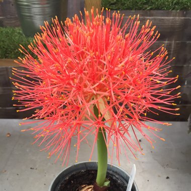 Haemanthus coccineus