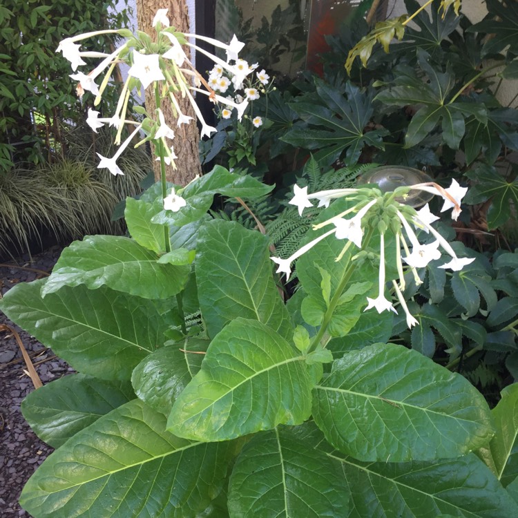 Plant image Nicotiana Sylvestris