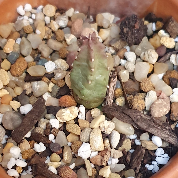 Plant image Huernia thuretii