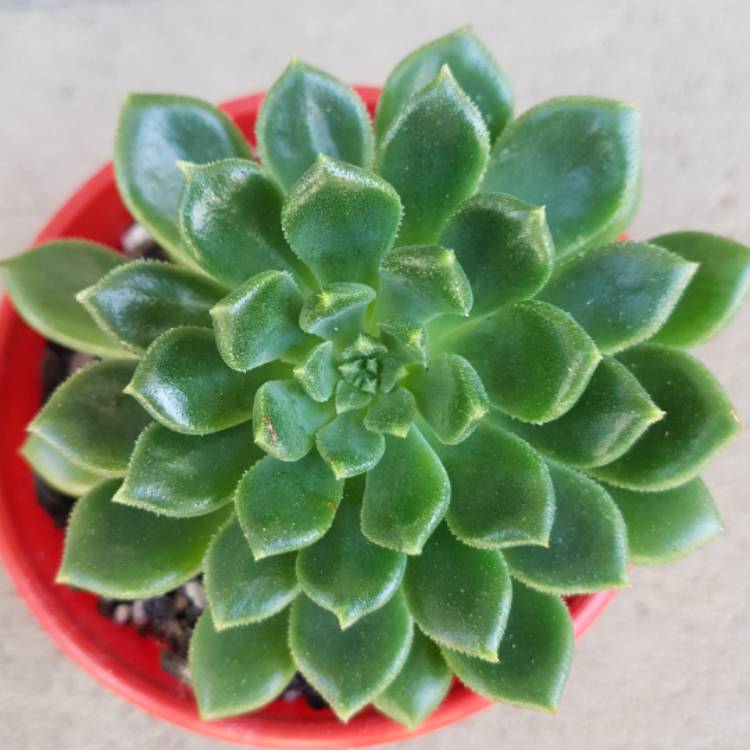 Plant image Echeveria Ron Evans