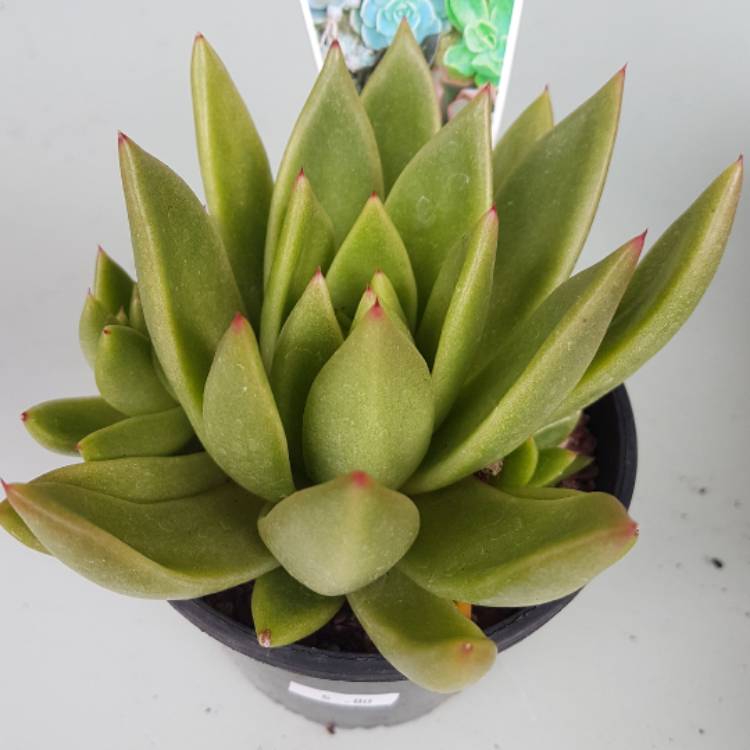 Plant image Echeveria Agavoides Lem