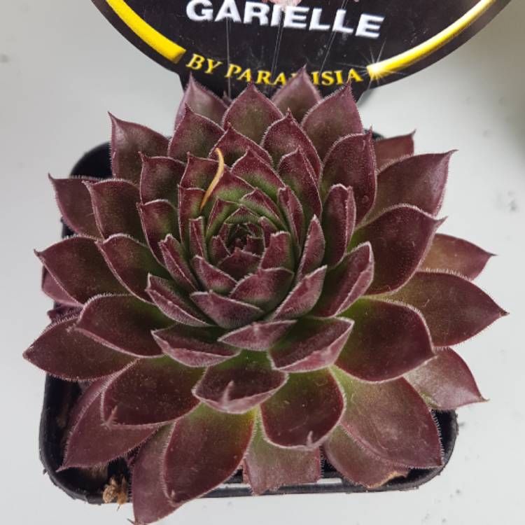 Plant image Sempervivum Gabrielle