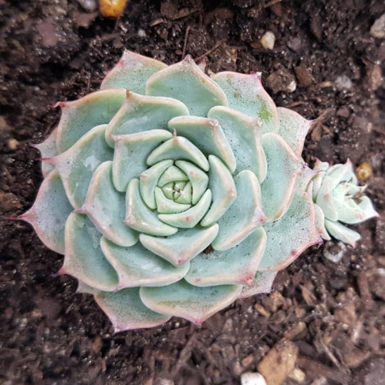 Plant image Echeveria Halbingeri