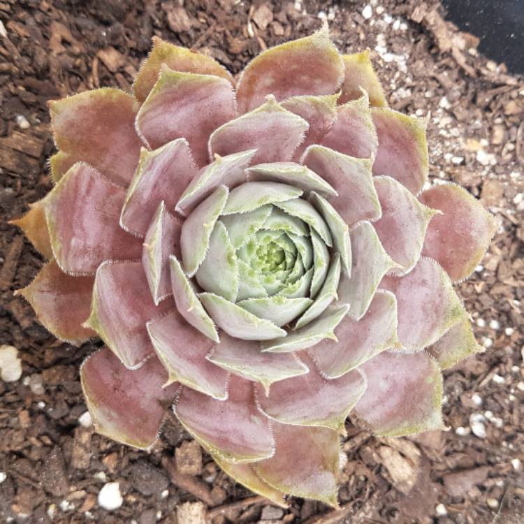 Plant image Sempervivum Purple Haze