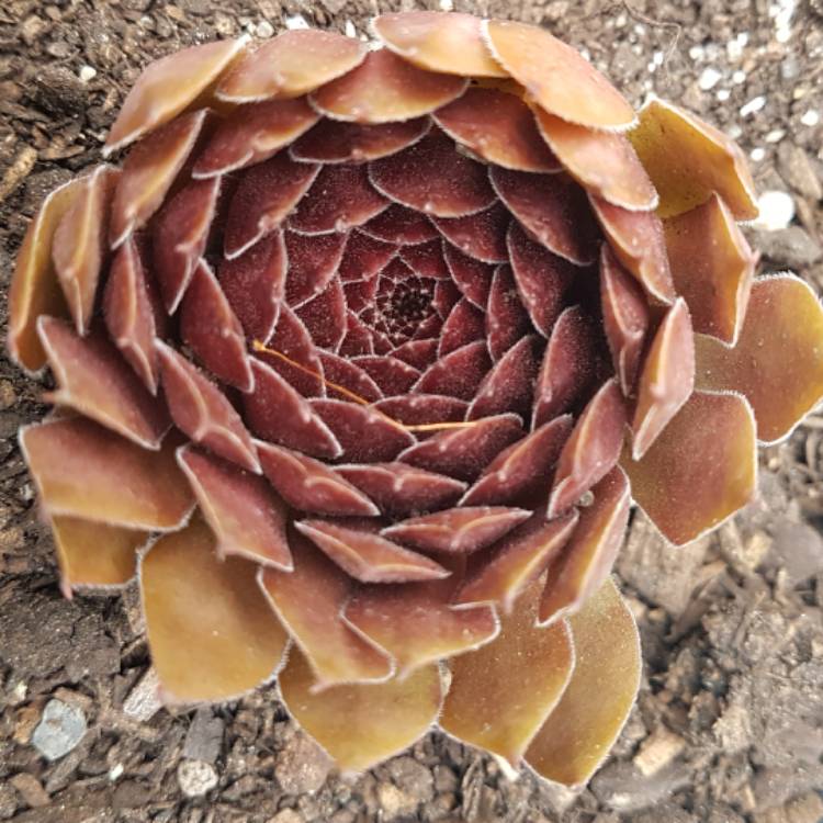 Plant image Sempervivum Pacific Red Rose