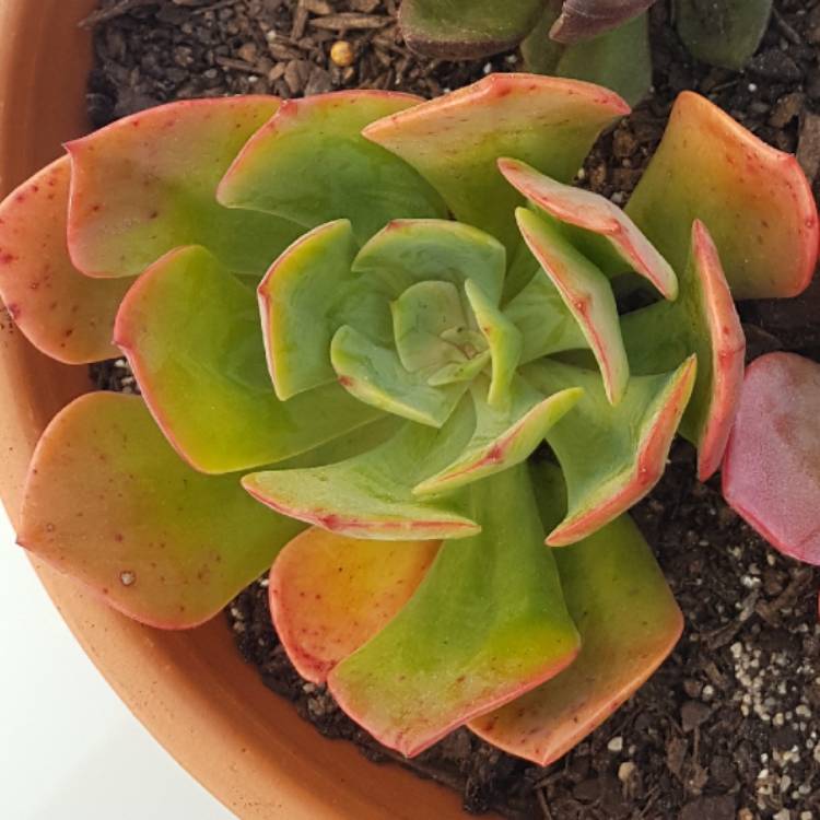 Plant image Echeveria Briar Rose