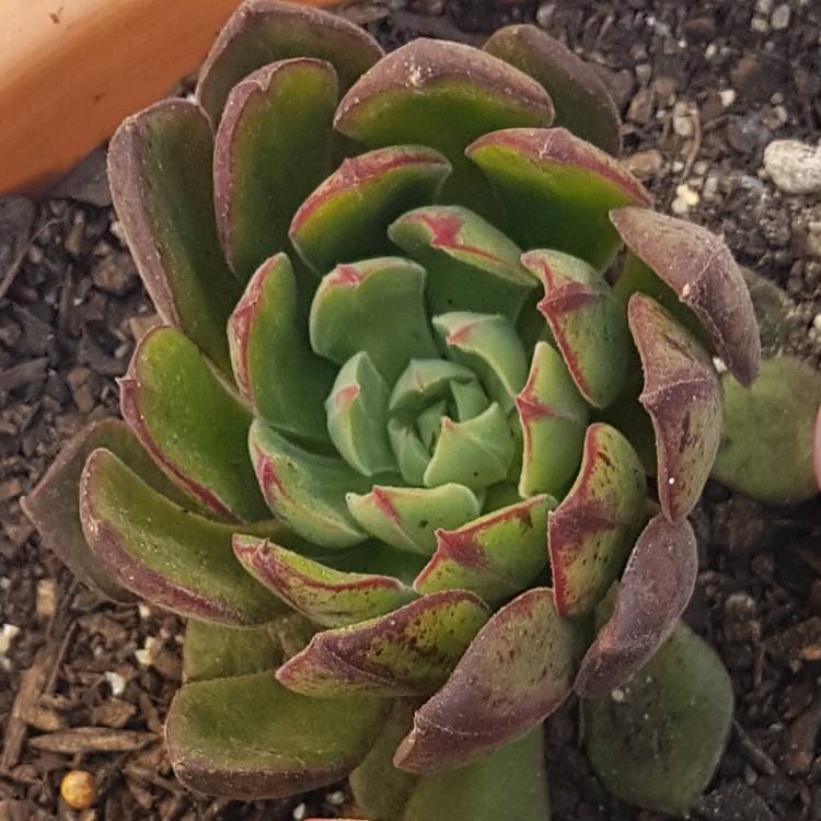 Plant image Echeveria Joan Daniel