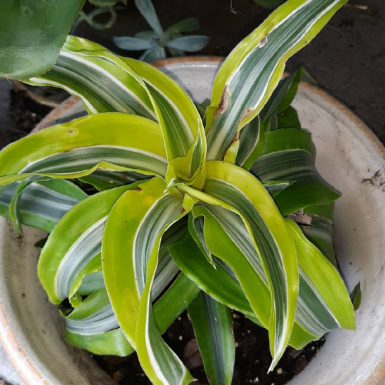 Plant image Dracaena fragrans 'Lemon Lime'