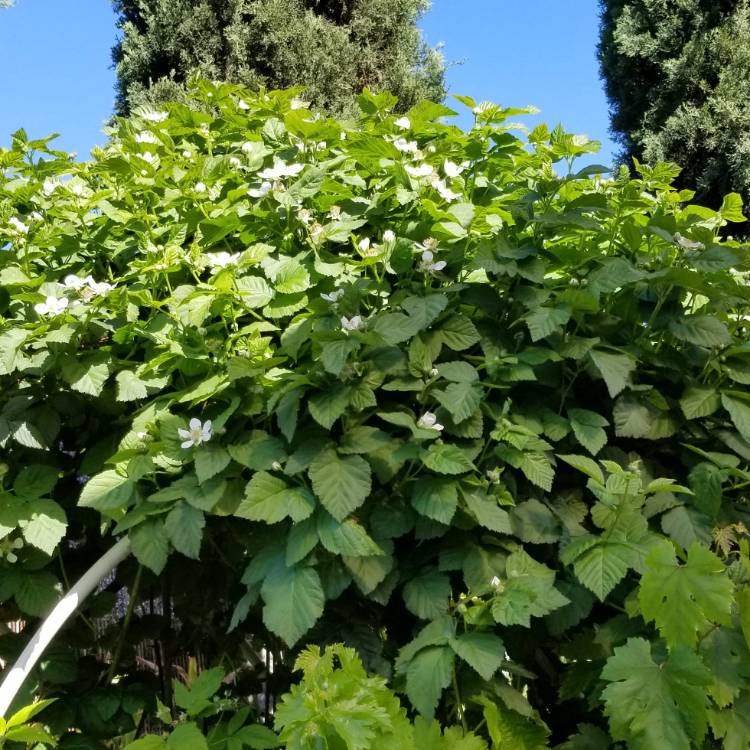 Plant image Rubus Boysenberry