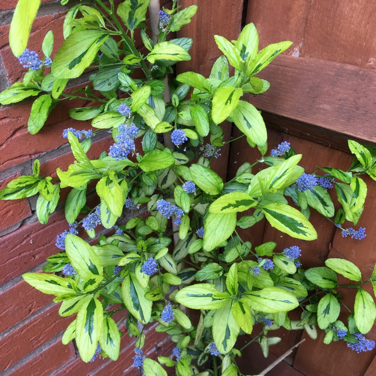 Plant image Ceanothus 'Pershore Zanzibar' syn. Ceanothus 'Zanzibar', Ceanothus thyrsiflorus 'Zanzibar'