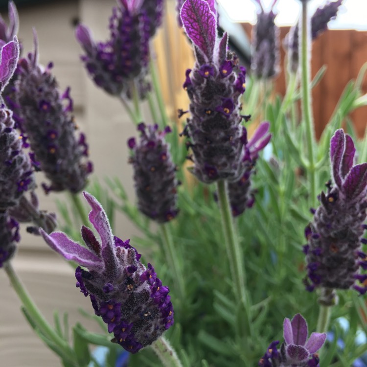 Plant image Lavandula stoechas 'Anouk' (Anouk Series)