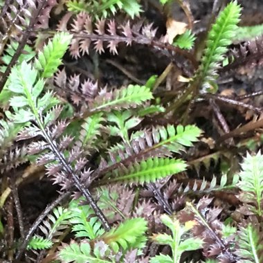 Leptinella squalida 'Platt's Black' syn. Cotula 'Platt's Black'