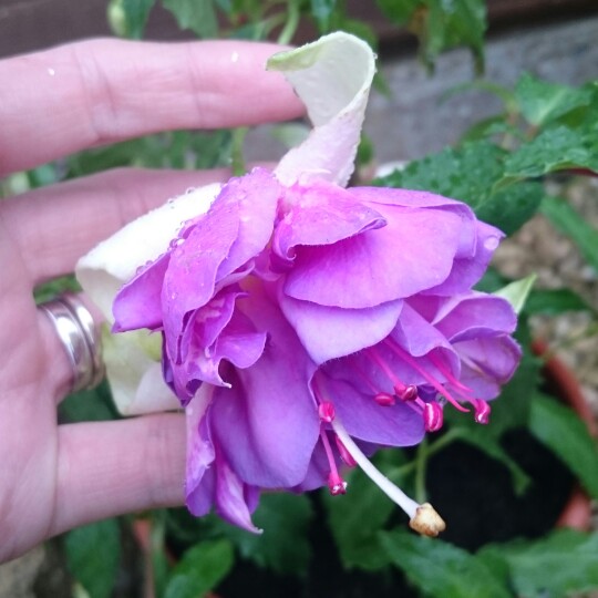 Plant image Fuchsia 'Blue Angel'