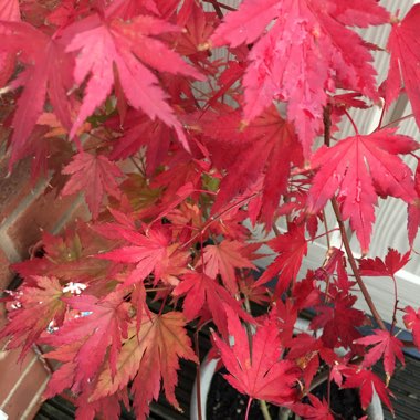 Acer palmatum 'Orange Dream'