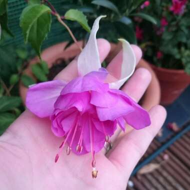 Fuchsia 'Blue Angel'