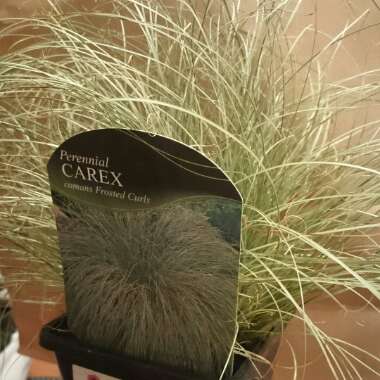 Carex comans 'Frosted Curls'