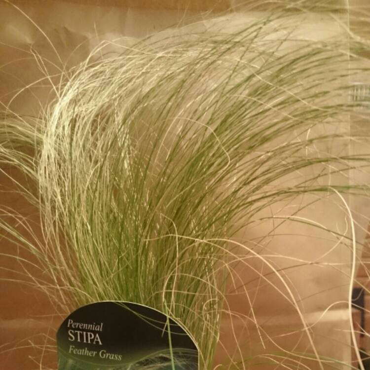 Plant image Stipa Gigantea