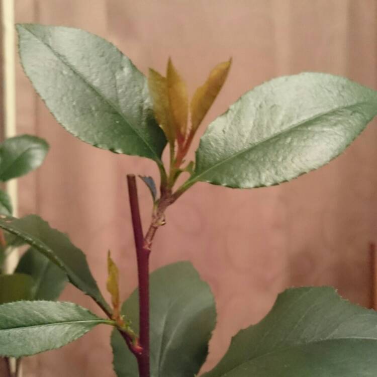 Plant image Photinia x fraseri 'Little Red Robin'