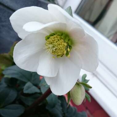 Helleborus niger