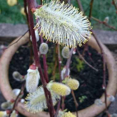 Salix caprea 'Kilmarnock' syn. Salix caprea 'Pendula', Salix caprea var. pendula