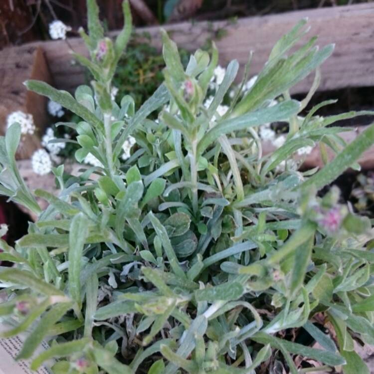 Plant image Antennaria dioica