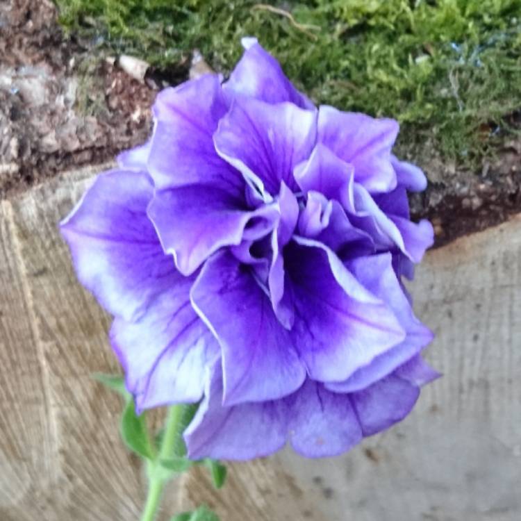 Plant image Petunia Tumbelina 'Belinda'