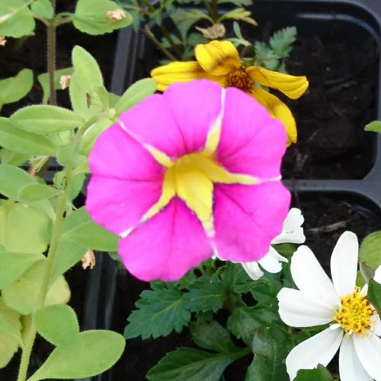 Plant image Calibrachoa 'Starlight Pink'