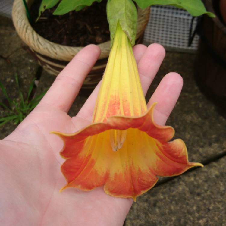 Plant image Brugmansia sanguinea