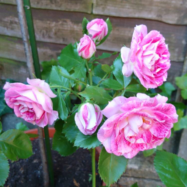 Plant image Rosa 'Let's Celebrate'