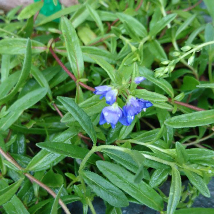 Plant image Veronica prostrata 'Spode Blue'