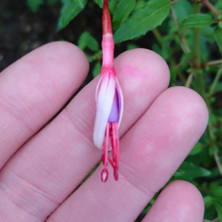 Plant image Fuchsia magellanica 'Lady Bacon'