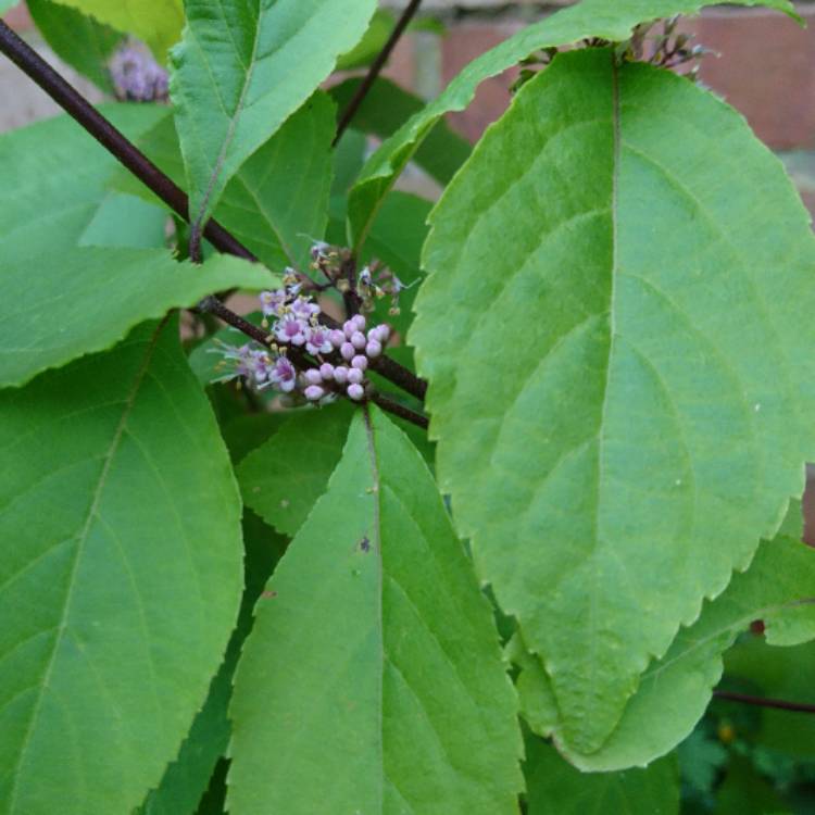 Plant image Callicarpa bodinieri var giraldii 'Profusion' syn. Callicarpa bodinieri 'Profusion'