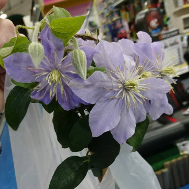 Plant image Clematis viticella 'Justa'