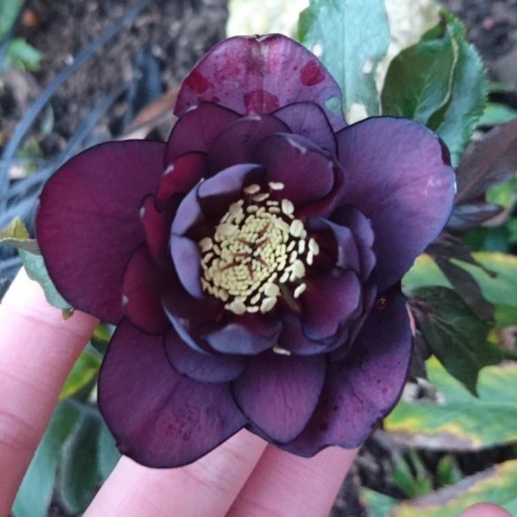 Plant image Helleborus x hybridus 'Queen Of The Night' (Queen Series)