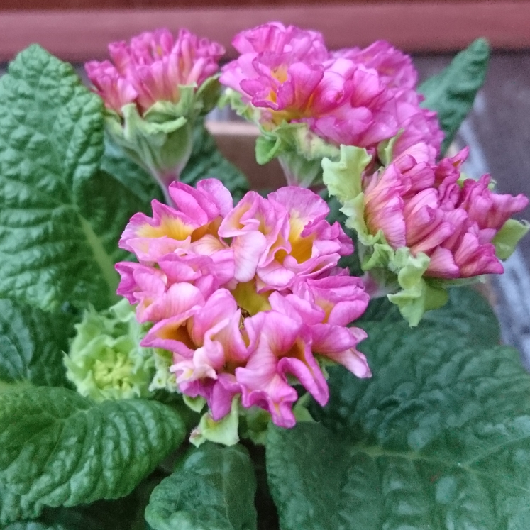 Primula Polyantha, Polyanthus - uploaded by @louisesimpson