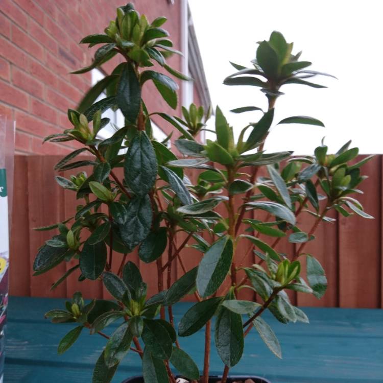 Plant image Rhododendron (Aronense Group) 'Satschiko' syn. Rhododendron 'Geisha Orange'