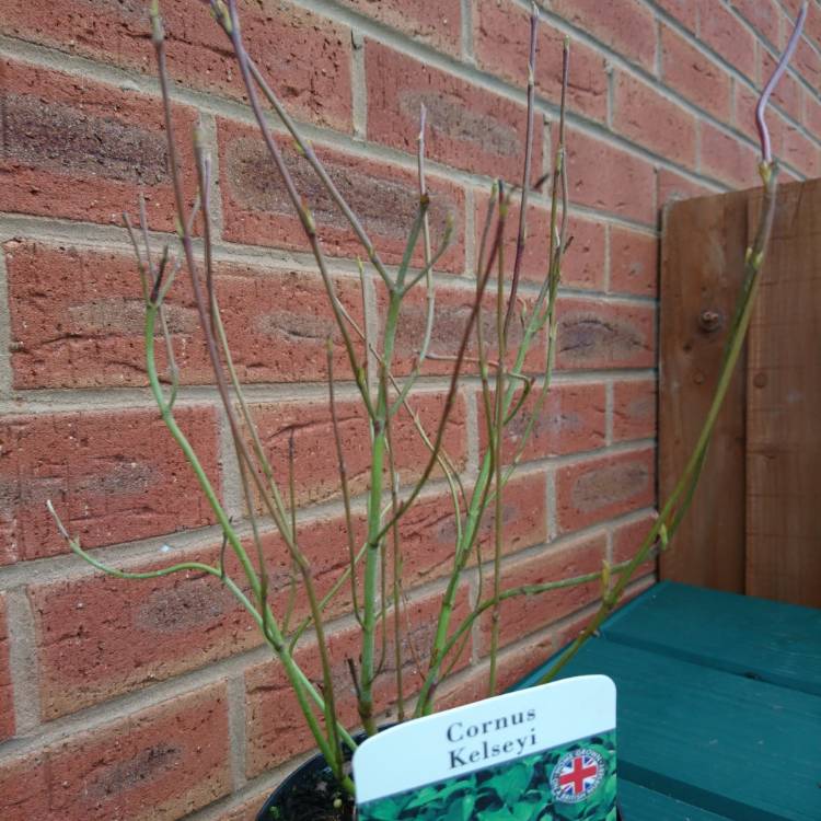 Plant image Cornus sericea 'Kelseyi'