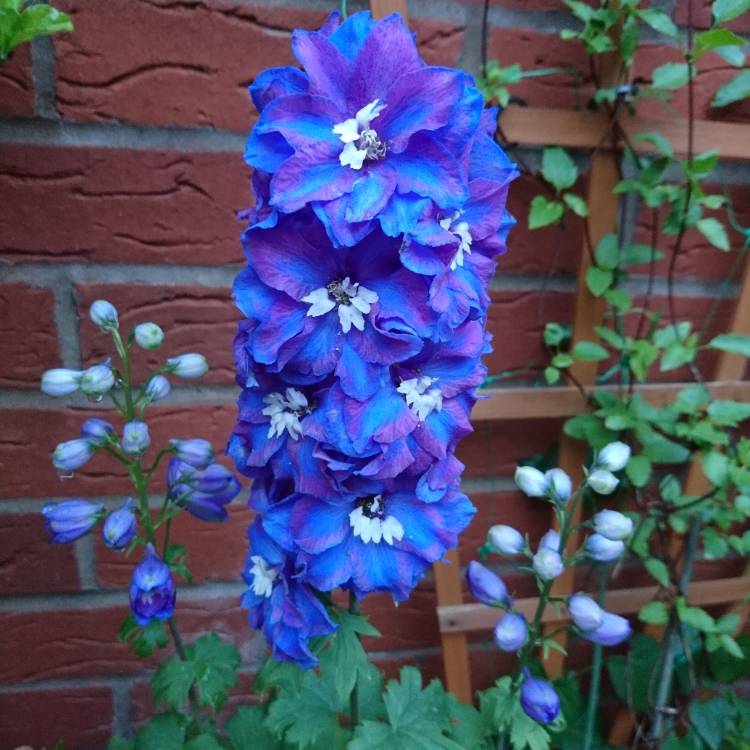 Plant image Delphinium 'Guardian Blue' (Guardian Series)