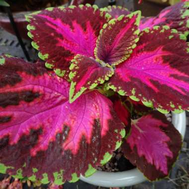 Solenostemon scutellarioides  syn. Plectranthus scutellarioides, Coleus scutellarioides, Coleus blumei