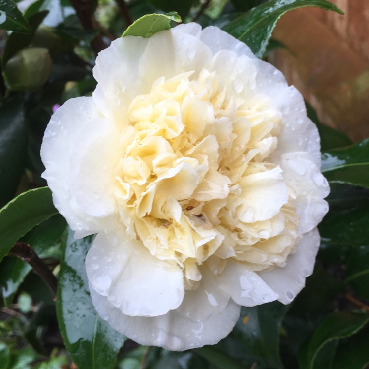 Plant image Camellia x williamsii 'Jury's Yellow'