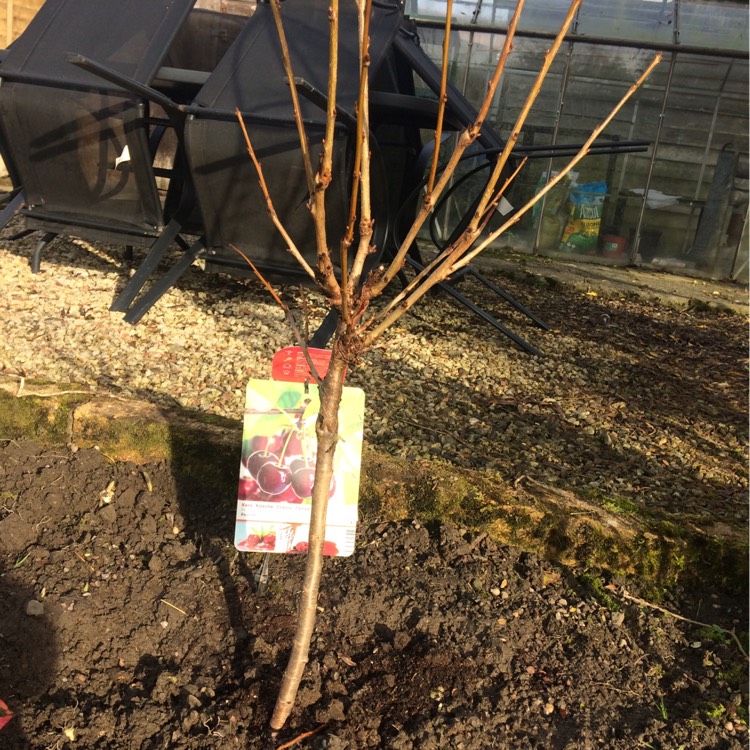 Plant image Prunus serotina 'Black cherry'