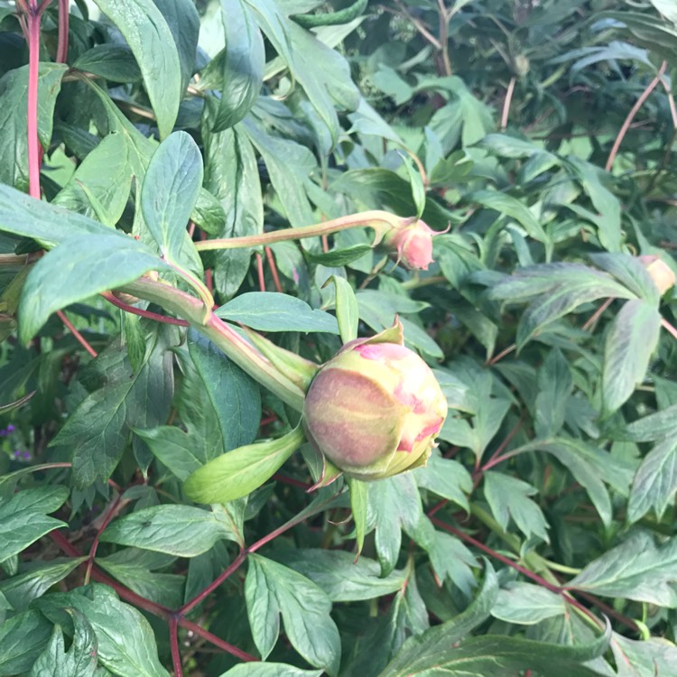 Plant image Paeonia 'Garden Treasure'