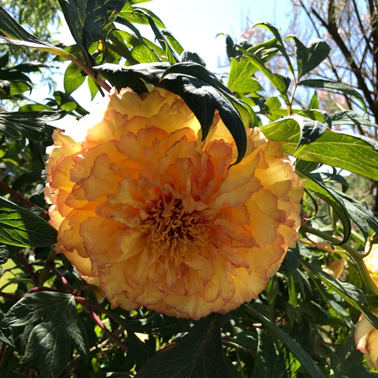 Plant image Paeonia 'Garden Treasure'