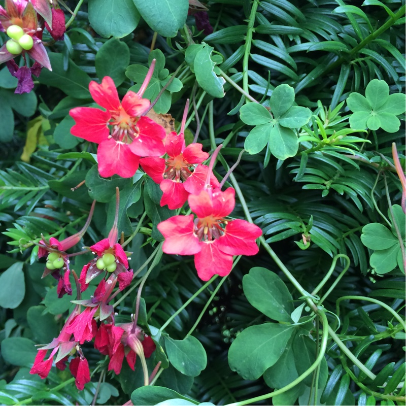 Plant image Tropaeolum speciosum