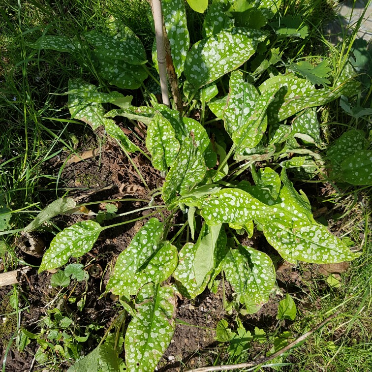 Plant image Pulmonaria officinalis 'Sissinghurst White'