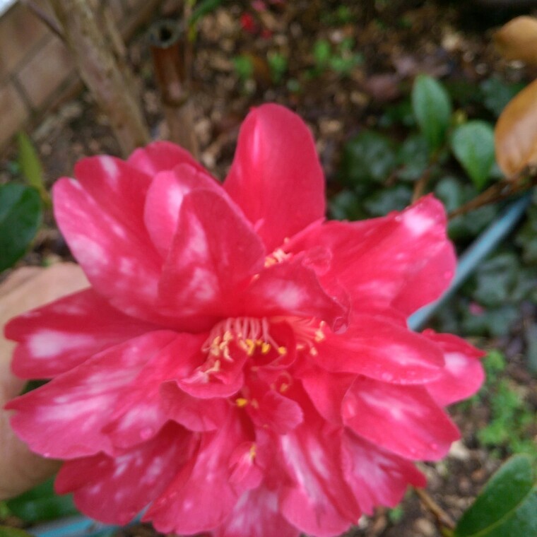 Camellia 'Pink'