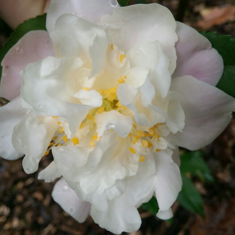 Camellia